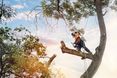 Arborist Pruning in Reno, NV