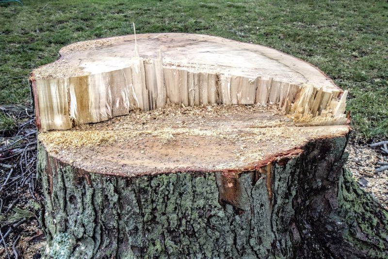 Tree with Clean Bark Surface