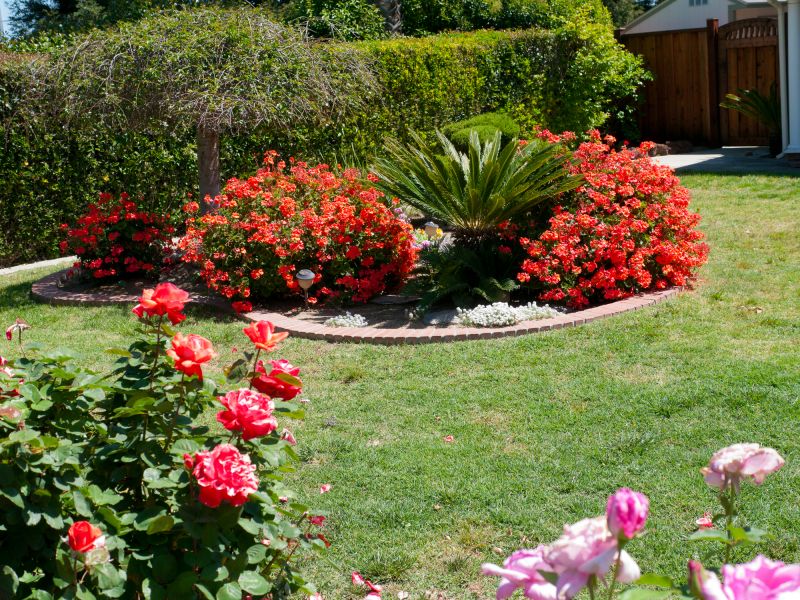 Hedge Planting in Honolulu, HI