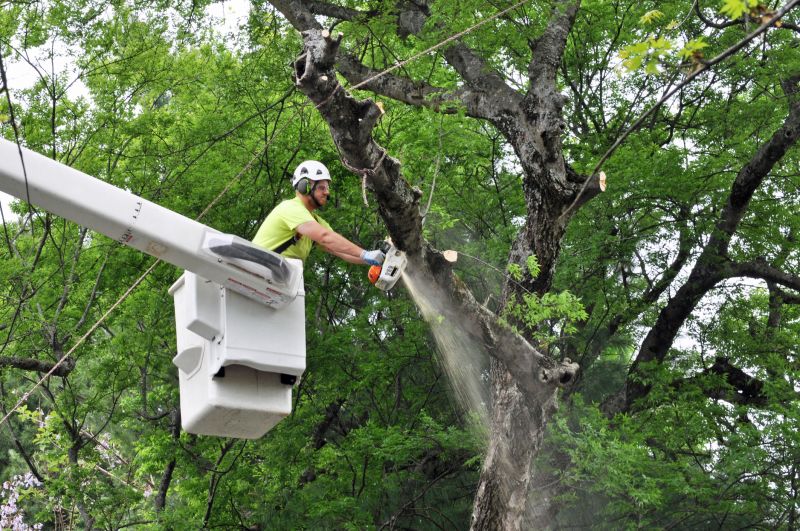 Shrub Care Service in Reno, NV