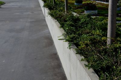 Tree Curbing Installation in Citrus County, FL